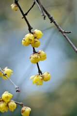 blossoming plum blossom in spring