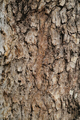 Tree bark closeup