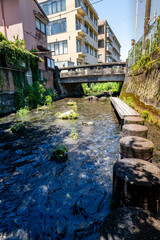 Fototapeta na wymiar 静岡県三島市に流れる源兵衛川のきれいな流れと遊歩道