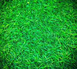 Artificial Grass Picture Background. 