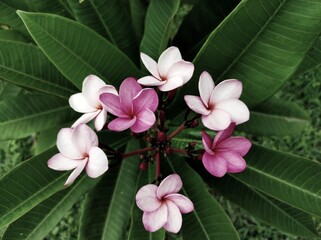 pink frangipani flowers
