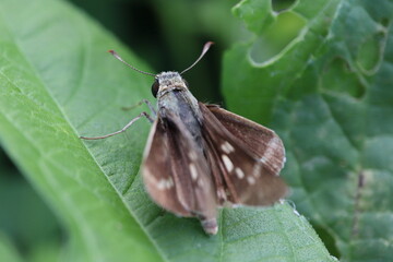 Obraz premium 葉にいるセセリチョウ