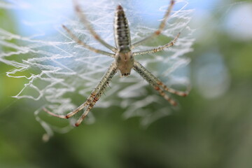 蜘蛛の巣