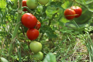 ripening tomatoes in the greenhouse