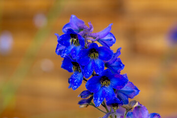 Wet dark blue delphinium flowers in the summer garden.