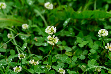 Wet flowers of white clover in the summer garden.