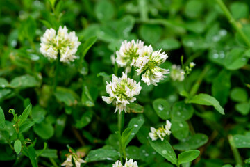 Wet flowers of white clover in the summer garden.