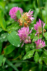 Wet flowers of pink clover in the summer garden.