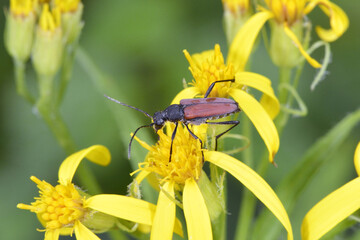 ツヤケシハナカミキリ（北海道・上川町）

