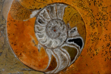 A cross section of Petrified Cretaceous Ammonite Fossil, Morocco. Each successive cell conforms to a 4:3 logarithmic ratio and not the Fibonacci series