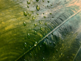 leaf with water drops background. green theme. close up of fresh taro leaves.