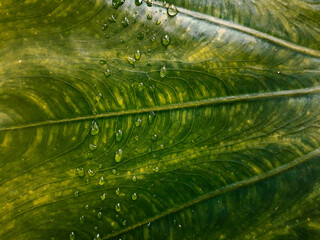 green leaf texture. close up of fresh taro leaves. leaf with water drop.
