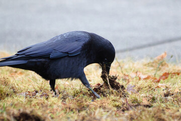 Crow Digs Up Ground