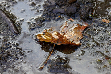 Leaf on the Ground with Water