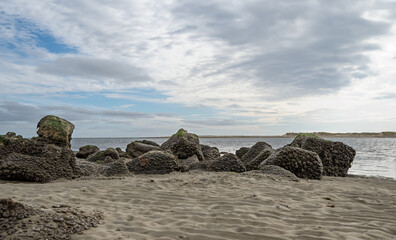 Sea creatures on rocks at low tide