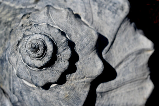 Closeup View Down On The Spiral Of Conch Shell With A Logarithmic Spiral 