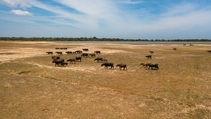 Herd of buffaloes in the savannah in the national park. Sri Lanka.