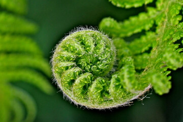 Closeup of fern blade and frond that conform to a spiral with underpinning to the mathematical Fibonacci Series 
