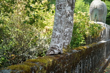 Old Douglas Memorial Bridge Birch Trees
