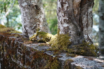 Obraz premium Old Douglas Memorial Bridge Birch Trees 