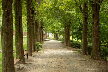 nature plants in the forest park