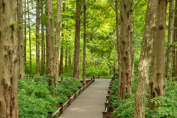 nature plants in the forest park