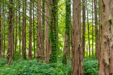 nature plants in the forest park