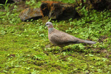 lovely dove 