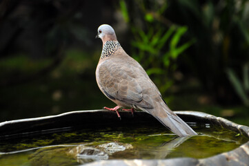 lovely dove 