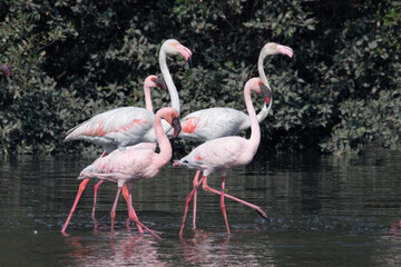 A couple of greater flamingos (Phoenicopterus roseus) and lesser flamingos (Phoeniconaias minor) seen in the wetlands near Airoli in New Bombay in Maharashtra, India