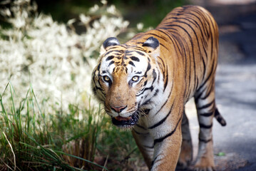 Fototapeta na wymiar A tiger is staring into the camera