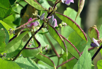 hyacinth bean