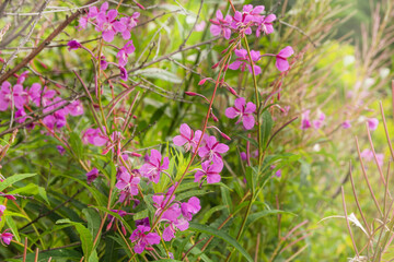 Wild fireweed grows in the garden. Flowers and leaves of the plant Ivan tea or Blooming Sally. Wild Epilobium