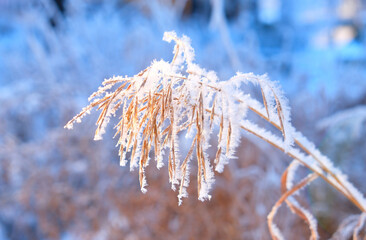 A calm, frozen winter scene. Amazing nature background. Frozen grass at sunrise close up.Winter...