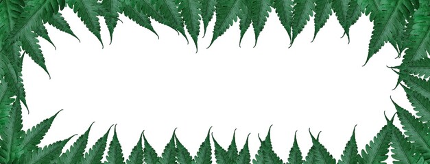 frame of fern leaves concept