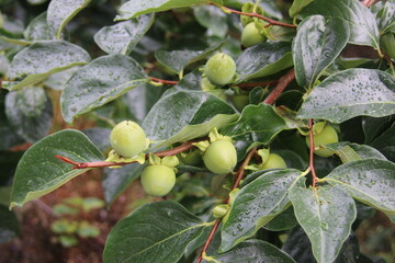 Obraz premium olives on tree