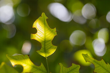 The leaves are eaten by insects. beautiful green leaves with sunshine,Soft focus,selected focus,shallow depth of field.