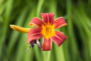 Tiger lily in a garden.
