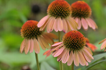 blossoming daisy flower	