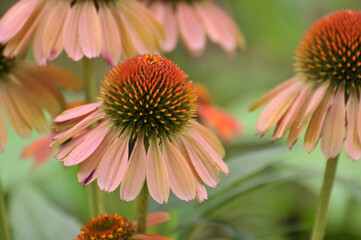 blossoming daisy flower	