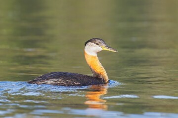 Red necked grebe in the water.