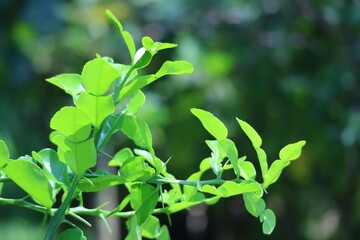 Lime leaves , lemon , green leaves , lime leaves are on the trees organic vegetables