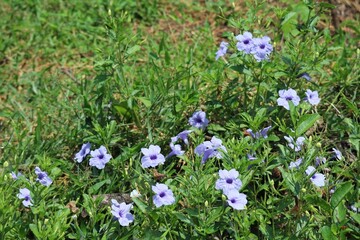 spring crocus flowers
