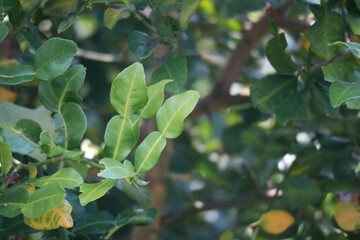 Lime leaves , lemon , green leaves , lime leaves are on the trees organic vegetables