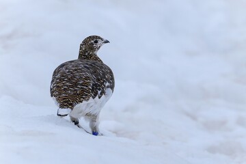 Obraz premium 雪原を堂々と歩く雷鳥メス＠室堂、石川