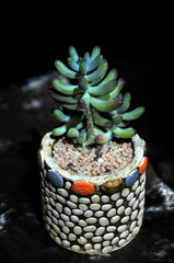 The close-up of succulent plants