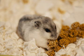 Cute djungarian hamster eating spray millet in cage