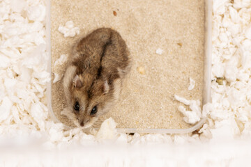 Hamster standing in bathing sand in cage, top view © Ирина Орлова