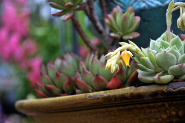 Obraz premium The close-up of succulent plants