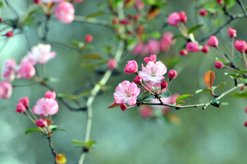 Fototapeta na wymiar blossoming plum blossom in spring